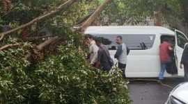 Toyota Hiace tertimpa pohon yang tumbang di kawasan Pertigaan Ngerong, Magetan, Jawa Timur, Sabtu (24/2/2024) sore. Foto:Ist