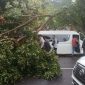 Toyota Hiace tertimpa pohon yang tumbang di kawasan Pertigaan Ngerong, Magetan, Jawa Timur, Sabtu (24/2/2024) sore. Foto:Ist