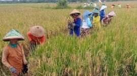 Sejumlah penjual jasa pemanen padi sedang menjalankan aktivitasnya di lahan pertanian milik petani di wilayah Kecamatan Mejayan, Kabupaten Madiun, Kamis (29/2/2024). Foto: Neumedia.id/Nofika D.Nugroho