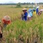 Sejumlah penjual jasa pemanen padi sedang menjalankan aktivitasnya di lahan pertanian milik petani di wilayah Kecamatan Mejayan, Kabupaten Madiun, Kamis (29/2/2024). Foto: Neumedia.id/Nofika D.Nugroho