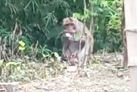 Kera masuk permukiman warga di Dusun/Desa Kerek, Kecamatan/Kabupaten Ngawi. Foto: Tangkapan layar video yang beredar