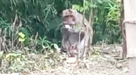 Kera masuk permukiman warga di Dusun/Desa Kerek, Kecamatan/Kabupaten Ngawi. Foto: Tangkapan layar video yang beredar