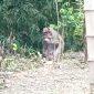 Kera masuk permukiman warga di Dusun/Desa Kerek, Kecamatan/Kabupaten Ngawi. Foto: Tangkapan layar video yang beredar