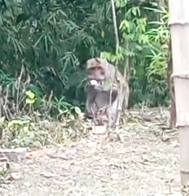 Kera masuk permukiman warga di Dusun/Desa Kerek, Kecamatan/Kabupaten Ngawi. Foto: Tangkapan layar video yang beredar