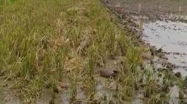Tanah milik Sariman—pensiunan TNI AD—dan Darning Supeni, warga Desa Metesih, Kecamatan Jiwan, Kabupaten Madiun, yang diduga dicaplok.