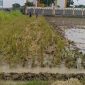 Tanah milik Sariman—pensiunan TNI AD—dan Darning Supeni, warga Desa Metesih, Kecamatan Jiwan, Kabupaten Madiun, yang diduga dicaplok.