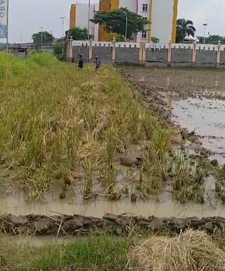 Tanah milik Sariman—pensiunan TNI AD—dan Darning Supeni, warga Desa Metesih, Kecamatan Jiwan, Kabupaten Madiun, yang diduga dicaplok.