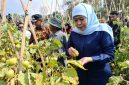 Gubernur Jawa Timur Khofifah Indar Parawansa borong panen tomat petani di Dusun Seweru, Desa/Kecamatan Kare, Kabupaten Madiun, seharga Rp4000 per kilo. 