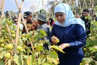 Gubernur Jawa Timur Khofifah Indar Parawansa borong panen tomat petani di Dusun Seweru, Desa/Kecamatan Kare, Kabupaten Madiun, seharga Rp4000 per kilo. 