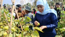 Gubernur Jawa Timur Khofifah Indar Parawansa borong panen tomat petani di Dusun Seweru, Desa/Kecamatan Kare, Kabupaten Madiun, seharga Rp4000 per kilo. 