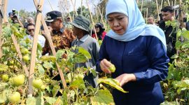 Gubernur Jawa Timur Khofifah Indar Parawansa borong panen tomat petani di Dusun Seweru, Desa/Kecamatan Kare, Kabupaten Madiun, seharga Rp4000 per kilo. 