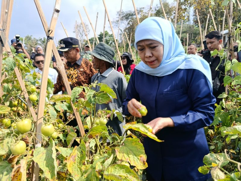 Gubernur Jawa Timur Khofifah Indar Parawansa borong panen tomat petani di Dusun Seweru, Desa/Kecamatan Kare, Kabupaten Madiun, seharga Rp4000 per kilo. 