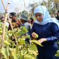 Gubernur Jawa Timur Khofifah Indar Parawansa borong panen tomat petani di Dusun Seweru, Desa/Kecamatan Kare, Kabupaten Madiun, seharga Rp4000 per kilo. 