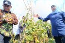 Gubernur Jawa Timur Khofifah Indar Parawansa dan Wakil Bupati Madiun dr. Purnomo Hadi saat kunjungi kebun tomat di Dusun Seweru, Desa/Kecamatan Kare, Jumat (26/9/2025) 