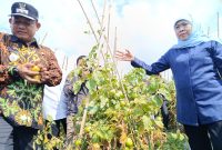 Gubernur Jawa Timur Khofifah Indar Parawansa dan Wakil Bupati Madiun dr. Purnomo Hadi saat kunjungi kebun tomat di Dusun Seweru, Desa/Kecamatan Kare, Jumat (26/9/2025) 