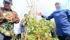 Gubernur Jawa Timur Khofifah Indar Parawansa dan Wakil Bupati Madiun dr. Purnomo Hadi saat kunjungi kebun tomat di Dusun Seweru, Desa/Kecamatan Kare, Jumat (26/9/2025) 