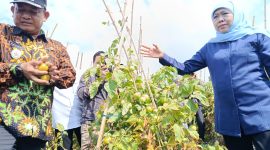 Gubernur Jawa Timur Khofifah Indar Parawansa dan Wakil Bupati Madiun dr. Purnomo Hadi saat kunjungi kebun tomat di Dusun Seweru, Desa/Kecamatan Kare, Jumat (26/9/2025) 