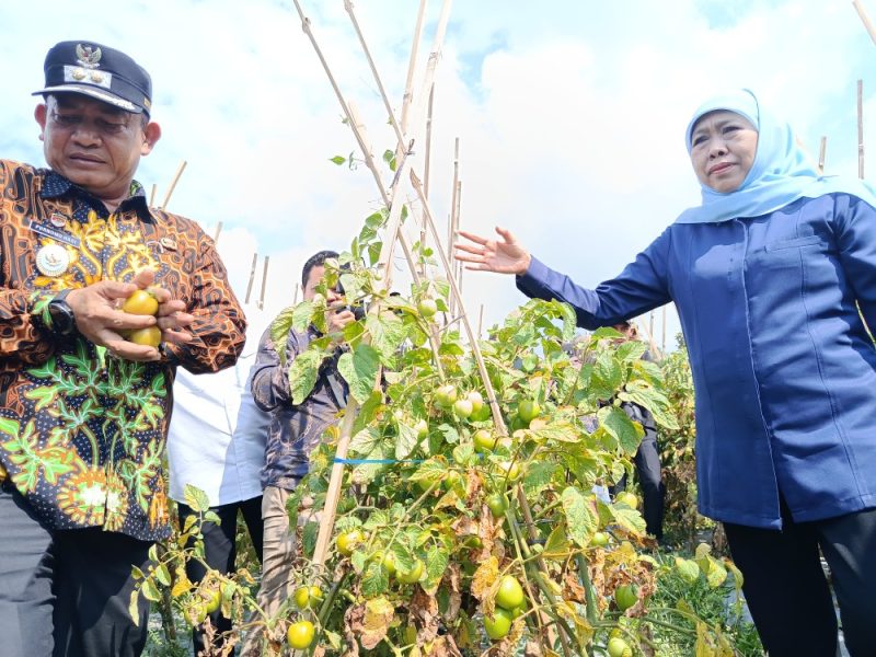 Gubernur Jawa Timur Khofifah Indar Parawansa dan Wakil Bupati Madiun dr. Purnomo Hadi saat kunjungi kebun tomat di Dusun Seweru, Desa/Kecamatan Kare, Jumat (26/9/2025) 