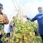 Gubernur Jawa Timur Khofifah Indar Parawansa dan Wakil Bupati Madiun dr. Purnomo Hadi saat kunjungi kebun tomat di Dusun Seweru, Desa/Kecamatan Kare, Jumat (26/9/2025) 