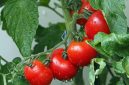 Tomat, salah satu buah yang kaya manfaat bagi manusia. Sumber Foto : pixabay.com