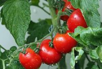 Tomat, salah satu buah yang kaya manfaat bagi manusia. Sumber Foto : pixabay.com