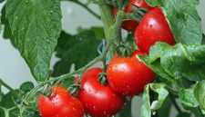 Tomat, salah satu buah yang kaya manfaat bagi manusia. Sumber Foto : pixabay.com