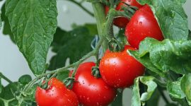 Tomat, salah satu buah yang kaya manfaat bagi manusia. Sumber Foto : pixabay.com