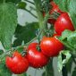 Tomat, salah satu buah yang kaya manfaat bagi manusia. Sumber Foto : pixabay.com