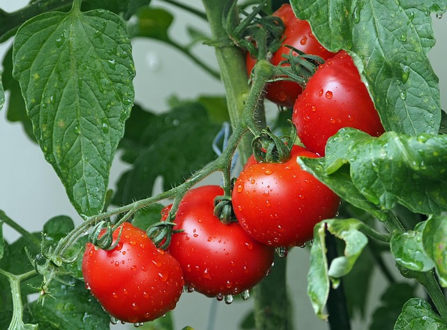 Tomat, salah satu buah yang kaya manfaat bagi manusia. Sumber Foto : pixabay.com