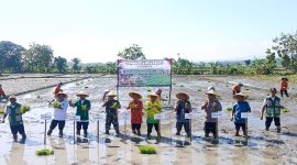 Gerakan Percepatan Tanam Serempak seluruh Kota dan Kabupaten se-Jawa Timur yang digelar di Desa Sumberejo, Kecamatan Madiun, Kamis (23/4/2026).